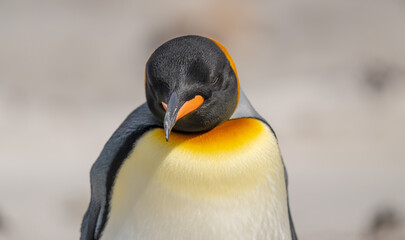 King Penguin Looks at Us Tight Close Up Blurred Background. On Beach on Falkland Islands Wildlife Portrait Photography.