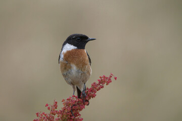 A portrait of a male stonechat