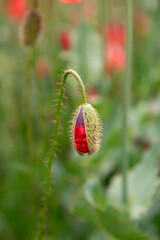 Poppy flower field, harvesting. Landscape, poppy seed.
