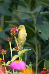 Vibrant yellow bird perched on a sunflower in a dark background