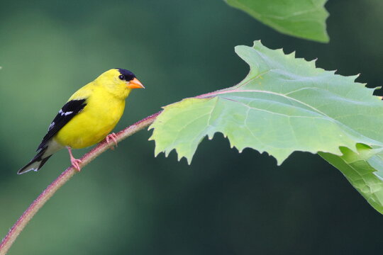 Vibrant yellow bird perched on a sunflower in a dark background