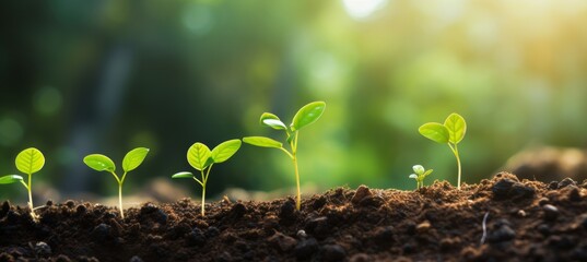 Growth Trees concept Coffee bean seedlings nature background Beautiful green