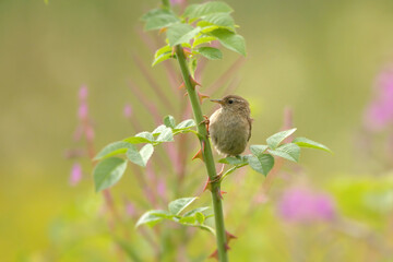 A wren in the wildflowers
