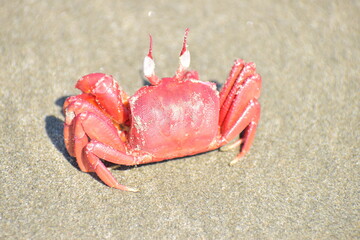 Red Crab