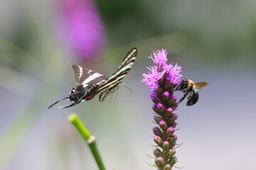 black and white swallow-tailed butterfly and bumble bee in flight among purple flowers