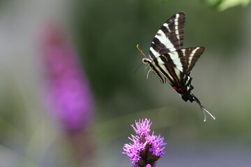 black and white swallow-tailed butterfly and bumble bee in flight among purple flowers
