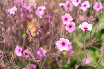 Geranium maderense purple flower, garden gardening floral display plant