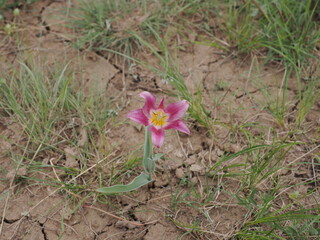 カザフスタン　世界遺産コルガルジュン国立自然保護区の花