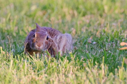 Cute cottontail bunny scratching ear with rear paw. - Powered by Adobe