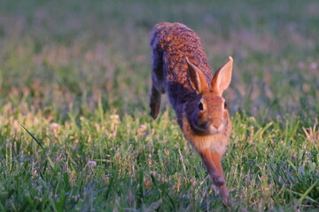 Cottontail rabbit running in the meadow