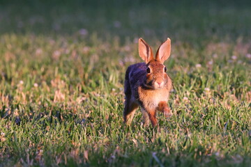 Cottontail rabbit running in the meadow