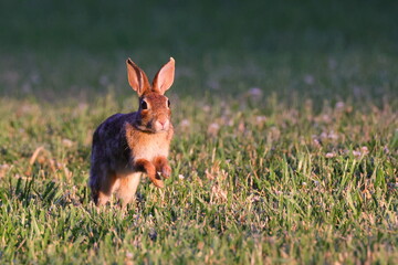 Cottontail rabbit running in the meadow