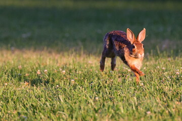 Cottontail rabbit running in the meadow
