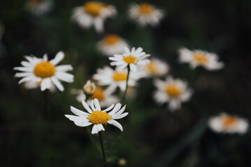 Rustic landscape with wild chamomile or daisy flowers in bloom in the meadow. Minimalism. Art moody dark floral background. Interesting nature concept for presentation of your product or wallpaper.