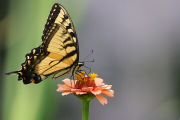 butterfly on flower