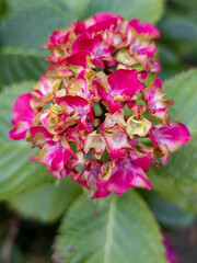 Hydrangea macrophylla, Edinburgh, Scotland