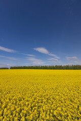 Obraz premium beautiful yellow rapeseed flowers in sunny weather