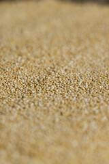 not cooked healthy quinoa porridge grains