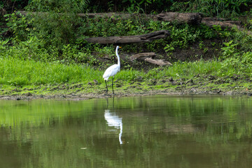 great white heron