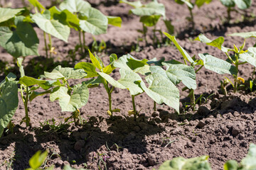 a field with peppers in the summer season