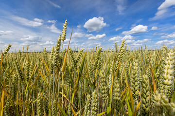 Naklejka premium a field with wheat that turns from green to yellow during ripening