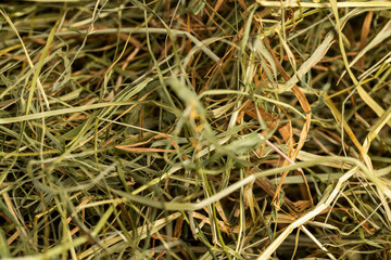 Dehydrated Dried Grass for hay production in agriculture