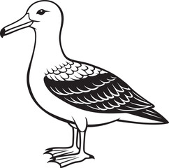 Albatross Vector Illustration.eps