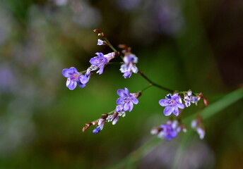 Zweig eines Breitblättriger Steppenschleiers