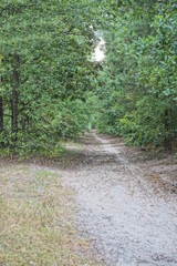 road made of sand among green trees in nature in the spring forest