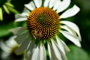 Biene auf einem weißen Sonnenhut