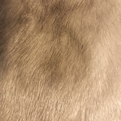 Abstract pattern on a brown backgraund