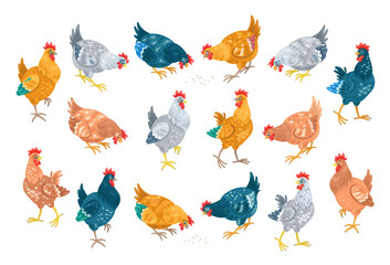Collection of beautiful colorful chickens in different poses. Cartoon set. Isolated on white background. Vector flat illustration