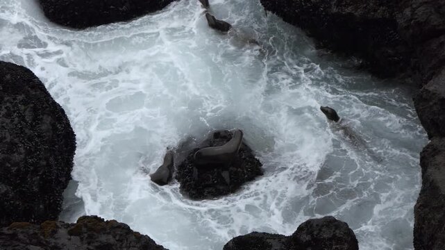 California sea lions swimming in strong surf below Point Dume in Malibu. 