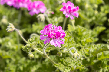 A bright pink Pelargonium geranium flowers with green burgeons and leaves are in the summer garden