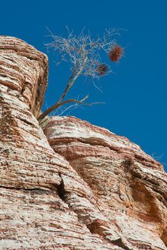Lone Tree in Rock