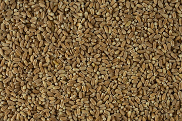 texture of spelt rice, food wallpaper