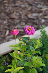 Close up of wooden textured box with green fresh herbs and pink flowers. Sunny day in the summer. Concept of growing, Brown background. Tallinn, July 2024
