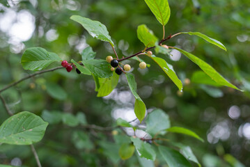 Frangula alnus, commonly known as alder buckthorn, glossy buckthorn, or breaking buckthorn