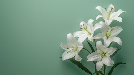 Fototapeta premium lily of the valley