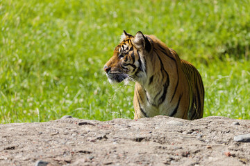 Tiger Standing on Rocky Terrain with Green Grass Background