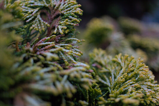 Macro of Hinoki Cypress