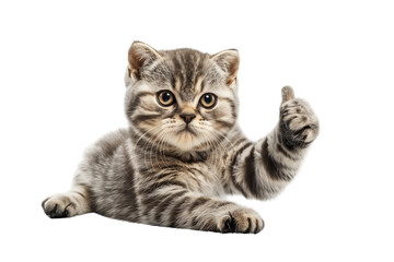 cute cat Scottish Fold sitting gives a thumbs-up isolated on transparent background