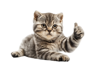 cute cat Scottish Fold sitting gives a thumbs-up isolated on transparent background
