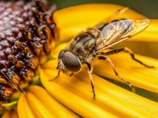 European drone fly sitting on yellow flower petals