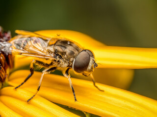 European drone fly sitting on yellow flower petals