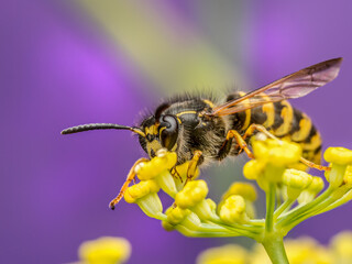 Wasp sitting on wild yellow flower