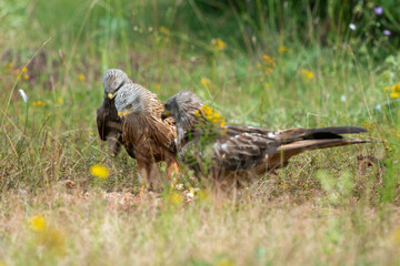Milan royal,.Milvus milvus , Red Kite