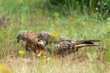 Milan royal,.Milvus milvus , Red Kite