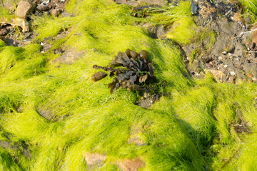 Algue verte, Ulva armoricana