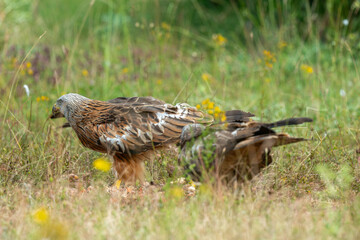 Milan royal,.Milvus milvus , Red Kite